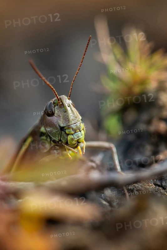 Acrididae, caelifera, grasshoppers, short-feeler scare, locustinae, mecostethus grossus, stethophyma grossum, swamp scare, grasshoppers, grasshoppers, high size, portrait format, insects, large marsh grasshopper