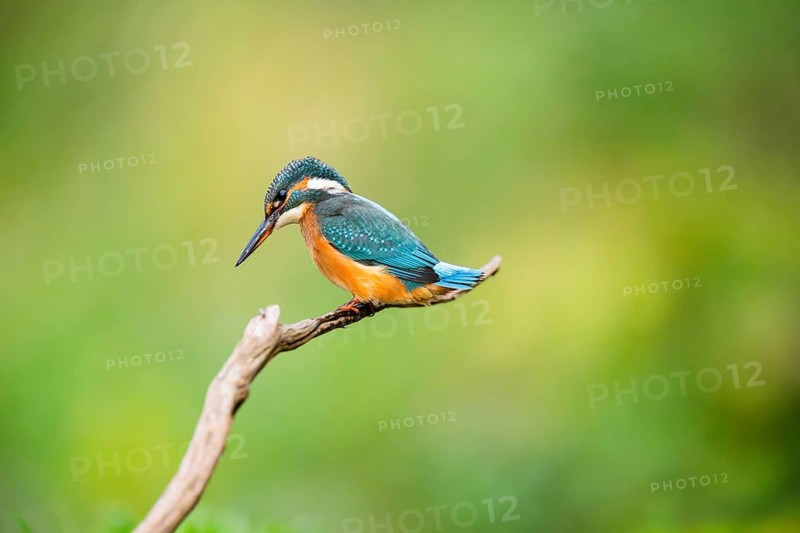 Common kingfisher (Alcedo atthis) sitting on an old wooden branch in late summer, wildife, Bavaria, Germany
