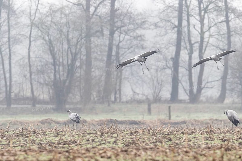 Cranes (Grus grus), flying, Fischerhuder Wümmeniederung, Lower Saxony, Germany