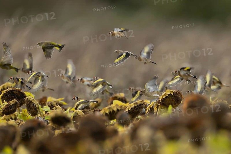 European goldfinch (Carduelis carduelis) and Greenfinch (Chloris chloris) adult birds flying over Sunflower seed heads, England, United Kingdom