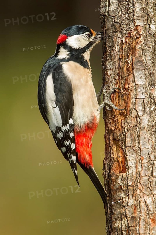 Great Spotted Woodpecker (Dendrocopos major), adult male on a tree, Castilla Leon, Spain
