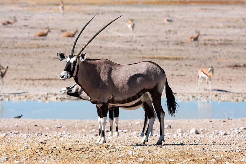An oryx antelope stands at a waterhole in a dry landscape, spitting bucks at a waterhole in Etosha Park in Namibia (Oryx gazella)