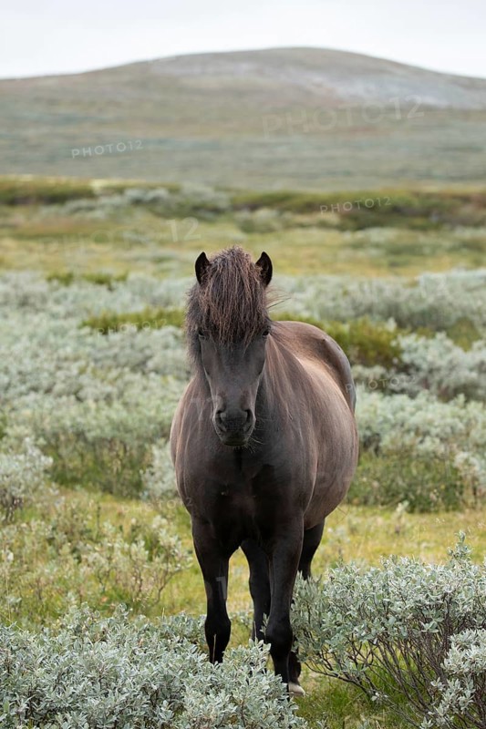 Black colored horse standing in an open, vast landscape, Norwegian fjord horses, in the tundra, landscape, half-wild horse Dovrefjell National Park, Oppdal, Norway