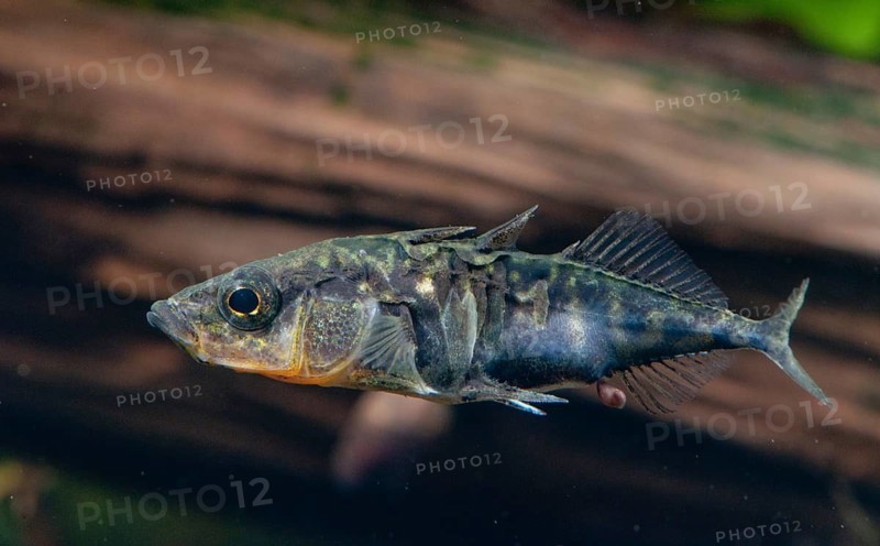 Three-spined stickleback, gasterosteus aculeatus, stickleback, three-spined stickleback, fishes, ill, sick, pisces, stickleback