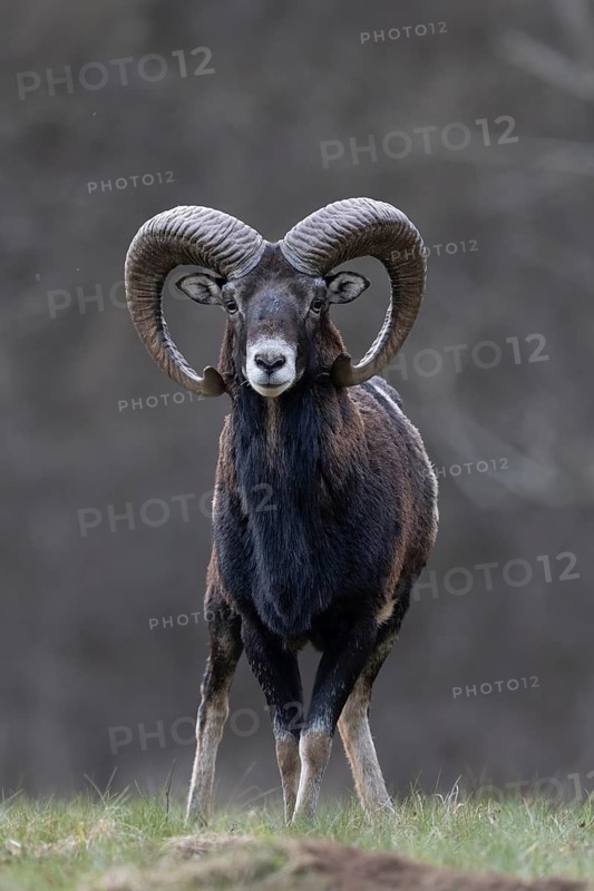 Mouflon, muffle, mouffle game in the Eifel, Rhineland-Palatinate, Germany