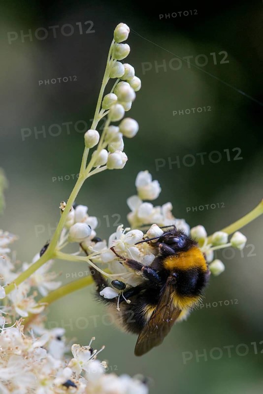 Apidae, bees, bombus hortorum, garden bumble bee, hymenoptera, female, garden bumblebee, high size, portrait format, bumblebee, insects, small garden bumblebee, female