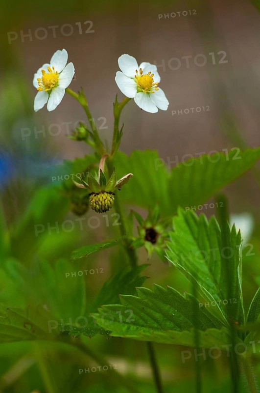 Alpine strawberry, European strawberry, fragaria vesca, monthly strawberry, rosaceae, rose family, wild strawberry, flora, high size, portrait format, plants, wild strawberry, woodland strawberry