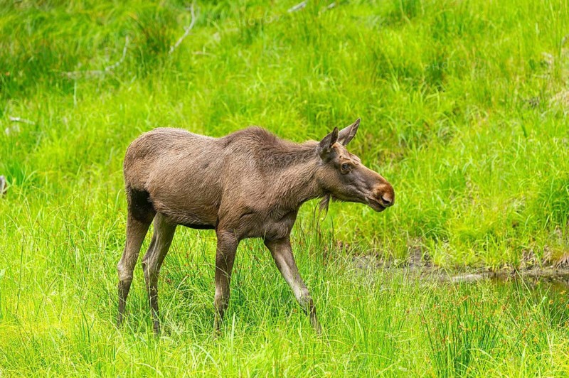 Eurasian elk (Alces alces) walking on a meadow in early summer, Bavarian Forest, Bavaria, Germany