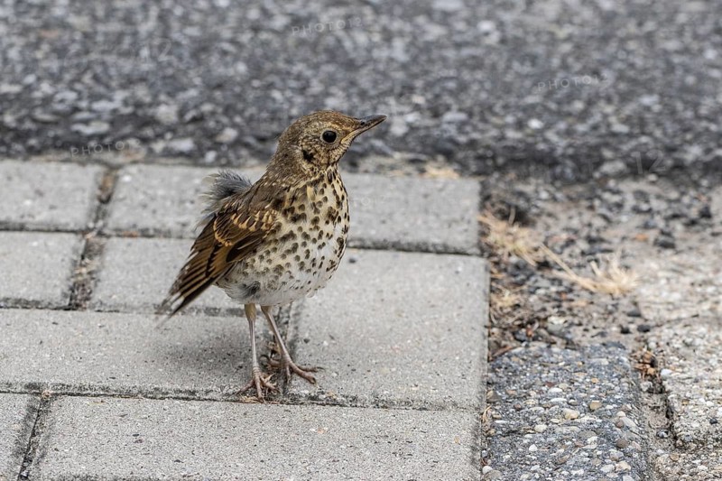 A young song thrush (Turdus philomelos) on the road, Emsland, Lower Saxony, Germany