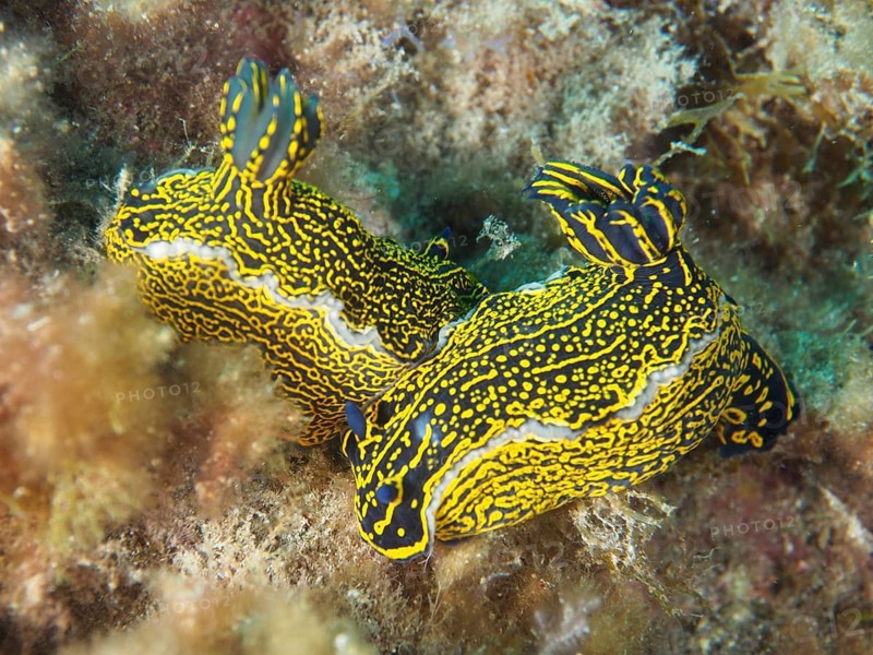 Two vibrantly coloured nudibranchs in yellow and blue, and a yellow-and-purple star snail (Felimare picta), on the seabed, at the El Cabron Marine Reserve dive site, Arinaga, Gran Canaria, Spain, Europe, Atlantic Ocean