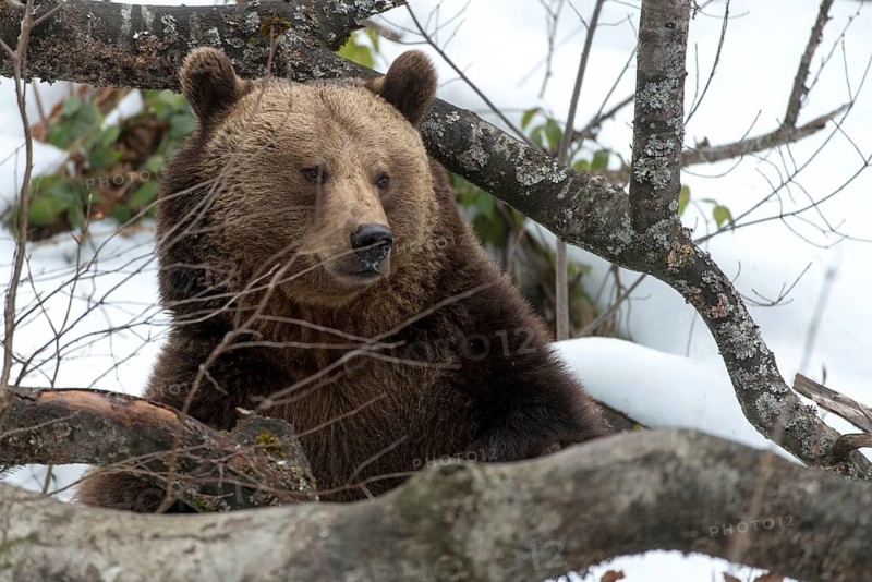 Brown bear, carnivora, predators, ursus arctos, bear, mammals, raptors, mammals