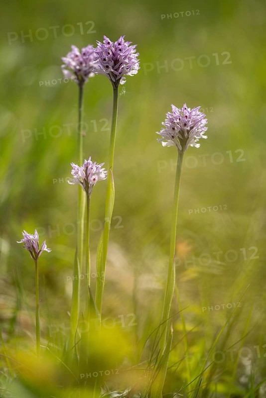 Tridentate orchid, neotinea tridentata, orchidaceae, orchids, orchids, orchids, orchis tridentata, flora, high size, portrait format, plants, three-toothed orchid