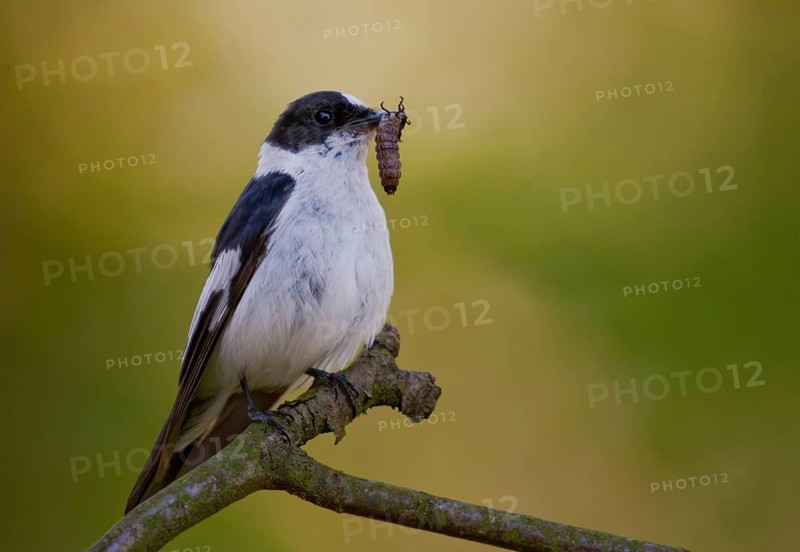 Collared flycatcher, ficedula albicollis, collared snapper, birds, passeri, songbirds, birds