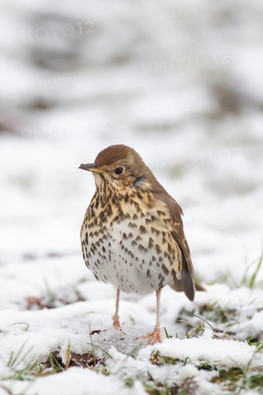 Song thrush (Turdus philomelos) adult bird on a snow covered garden lawn, Suffolk, England, United Kingdom
