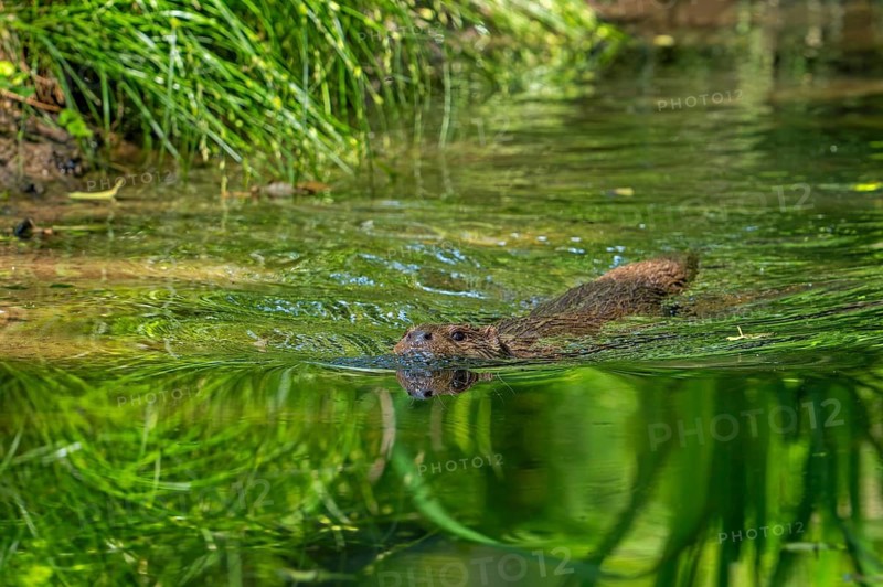 Eurasian otter, European river otter (Lutra lutra) swimming in pond, stream