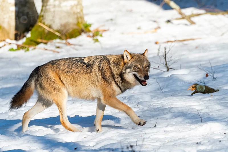 European gray wolf (Canis lupus lupus) walking in a forest in winter, snow, Bavaria, Germany