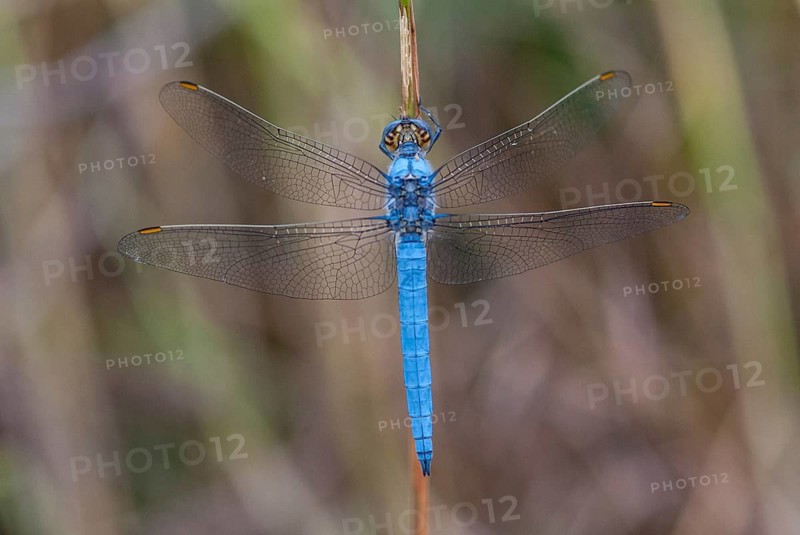 Orthetrum Brunneum, Southern Skimmer, Southern Blue Arrow, Anisoptera, Blue Arrow, Damselflies, Dragonflies, Greece, Insects, Dragonflies, Male, Odonata, Sailing Barks