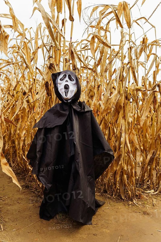 Scarecrow figure in black cloak and death mask in the middle of a cornfield on Halloween