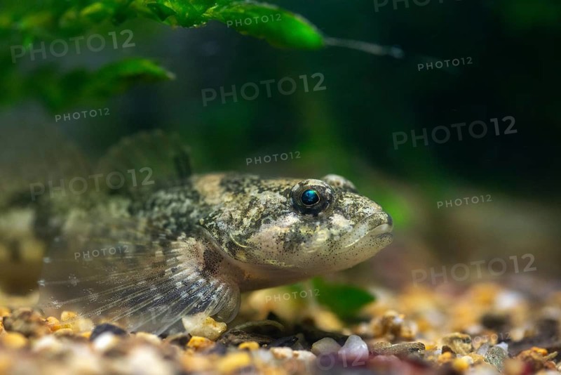 Bullhead, Cottus Gobio, European Bullhead, Millers Thumb, Mühlkoppe, Westgroppe, Common Bullhead, Fish, Fishes, Freshwater Sculpin, Pisces