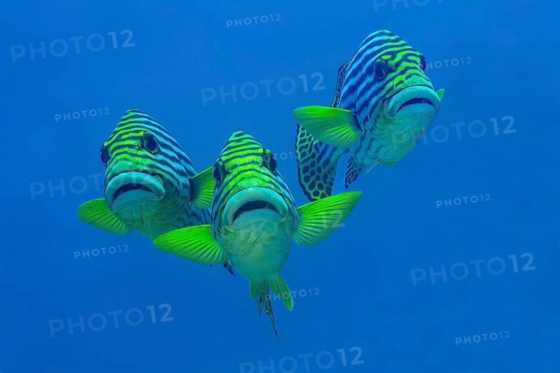 A vibrant trio of oriental sweetlips showcased in their natural habitat in Maldives. Their striking patterns and vivid colors contrast beautifully with the clear blue waters