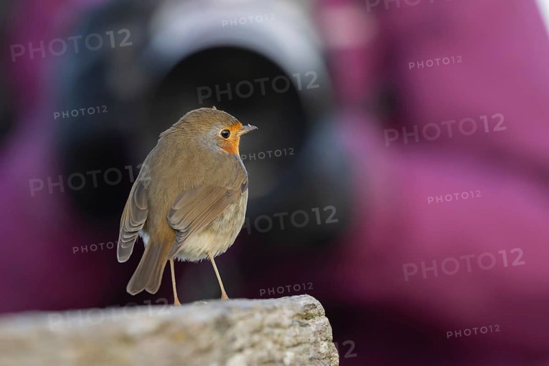 European robin (Erithacus rubecula) adult garden bird seemingly posing in front of a camera, Norfolk, England, United Kingdom