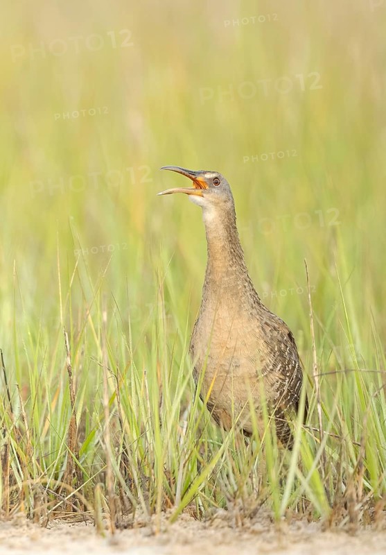 Clapper Rail (Rallus crepitans) calling, Texas, USA