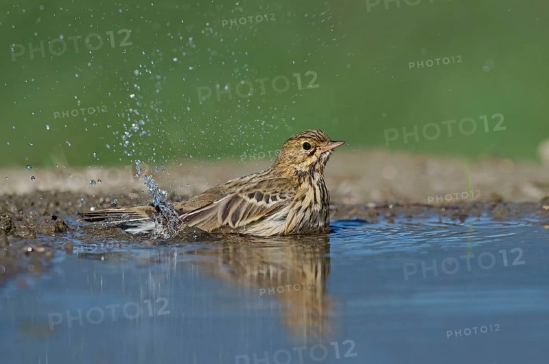 Tree Pipit (Anthus trivialis) bathing at a waterhole, Aosta Valley, Italy