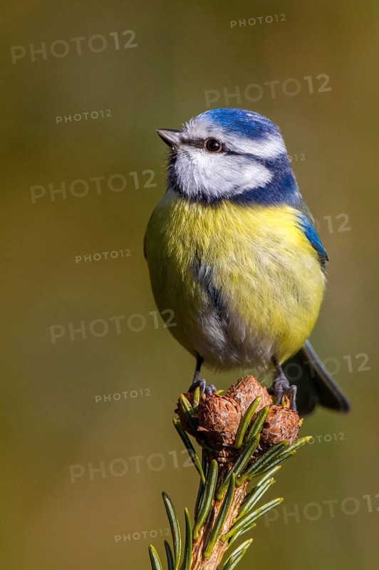 Blaumeise auf der Spitze einer Tanne