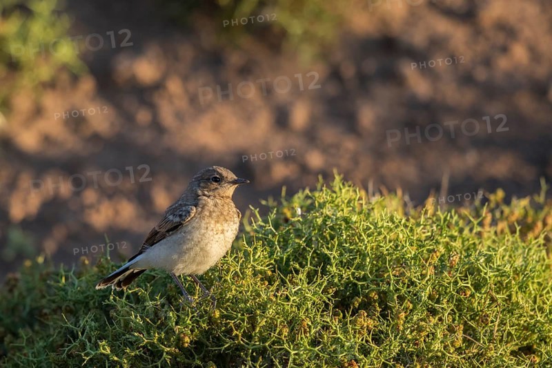Isabelline Wheatear (Oenanthe isabellina) juvenile, Lesvos, Greece