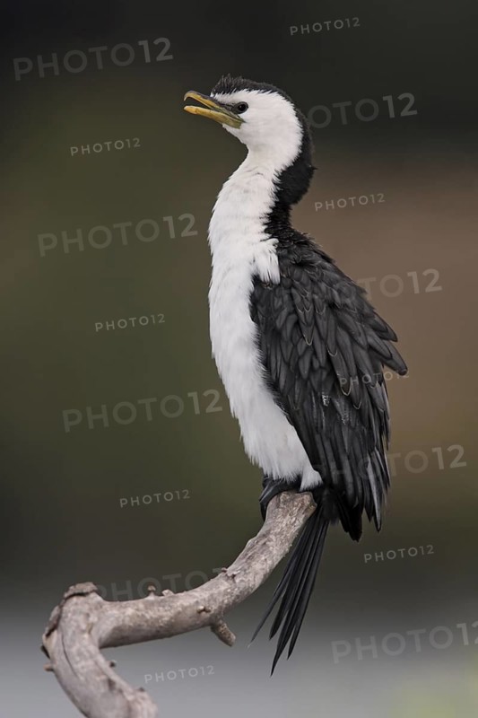 Little Pied Cormorant (Microcarbo melanoleucos), Australian Capital Territory, Australia