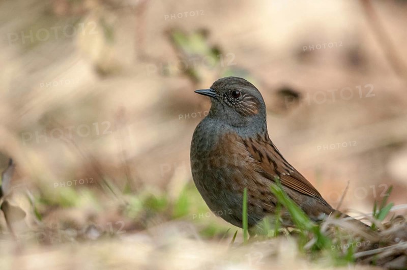 Dunnock, heckenbraunelle, Prunella modularis, birds, passeri, songbirds, birds