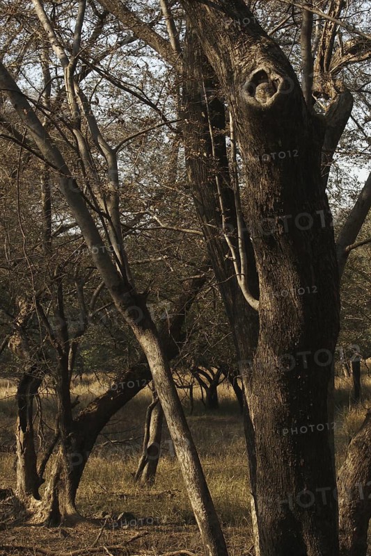 Spotted Owlet (Athene brama) juvenile in breeding cavity, Rajasthan, India
