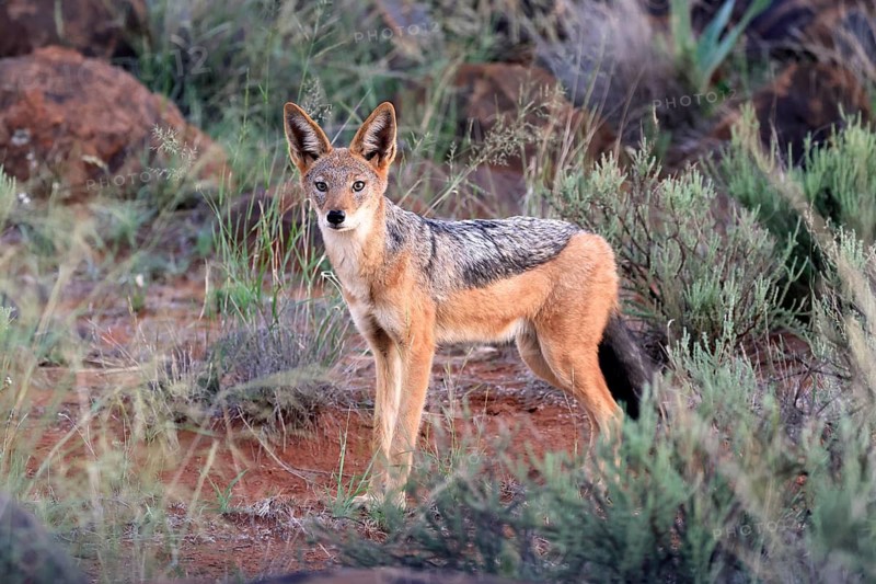 Black-backed jackal (Lupulella mesomelas), adult, alert, foraging, Mokala National Park, Northern Cape, South Africa