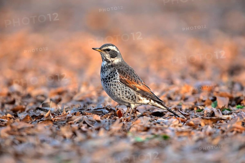 Dusky Thrush (Turdus eunomus), Tokyo, Japan