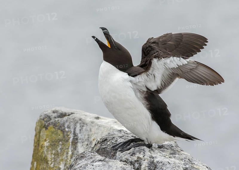 Razorbill (Alca torda islandica) calling and flapping wings, Scotland, United Kingdom