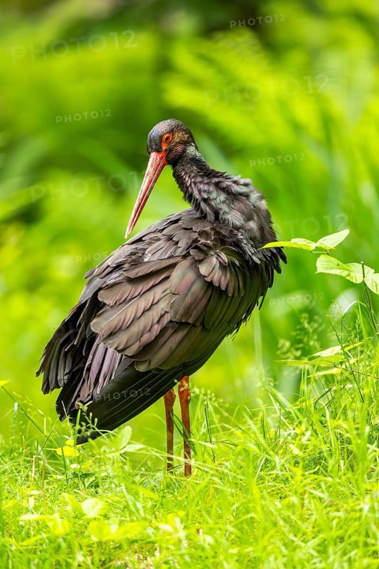 Black stork (Ciconia nigra) standing on a meadow, Bavaria, Germany