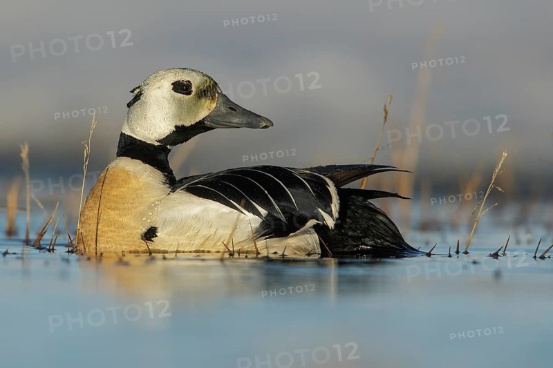 Steller's Eider (Polysticta stelleri) feeding on a small pond on the tundra in Northern Alaska