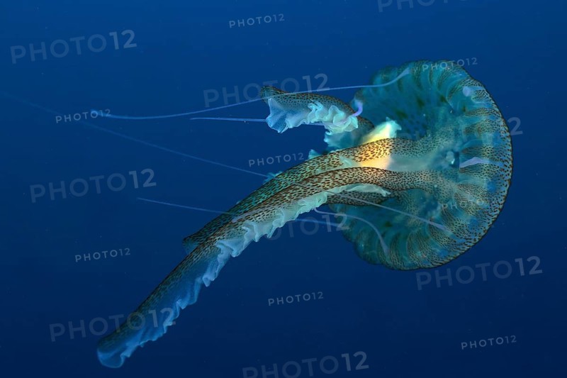 Luminous jellyfish (Pelagia noctiluca)