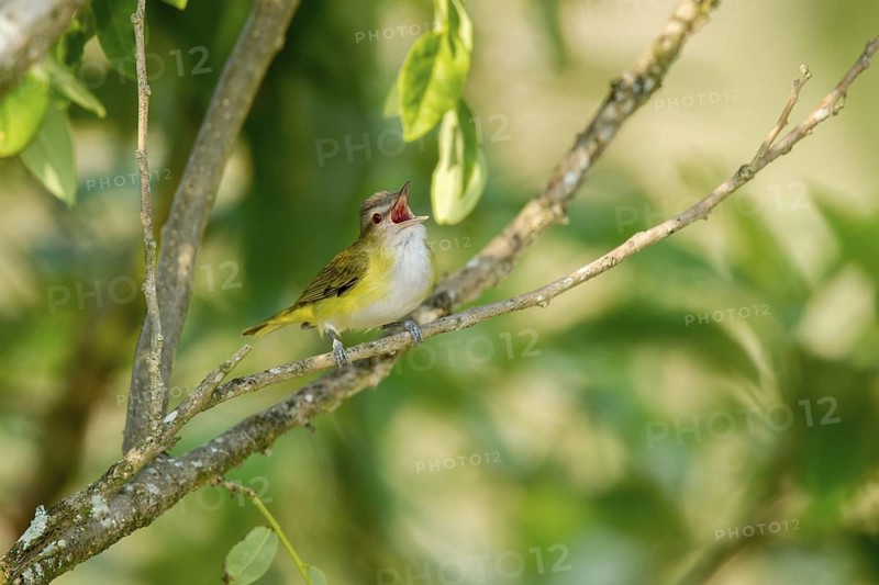 Yellow-green Vireo Vireo flavoviridis El Tuito, Jalisco, Mexico 10 June Adult Vireonidae