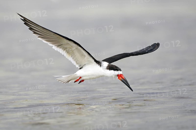 Black Skimmer (Rynchops niger), Florida, USA