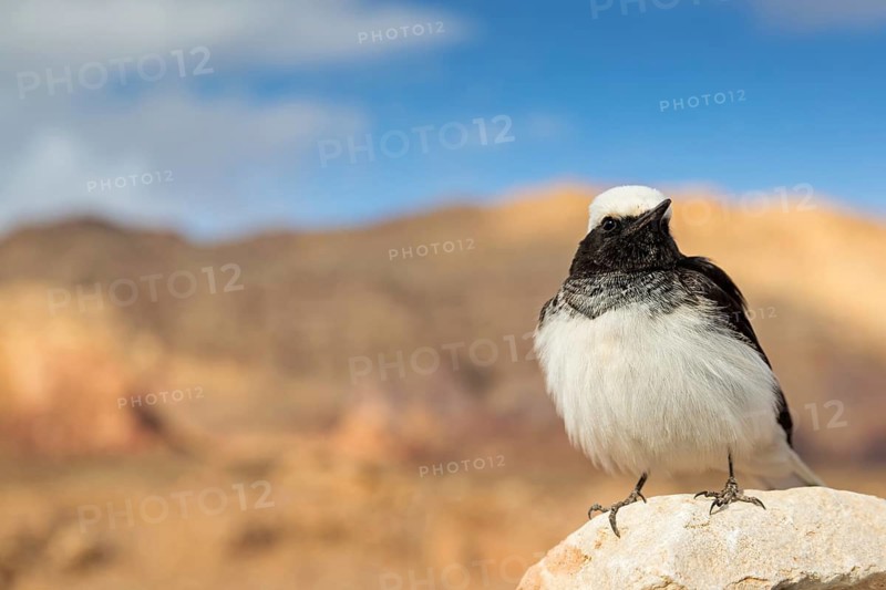 Kappensteinschmätzer, Oenanthe monacha, Hooded Wheatear, Traquet à capuchon, Collalba Monje