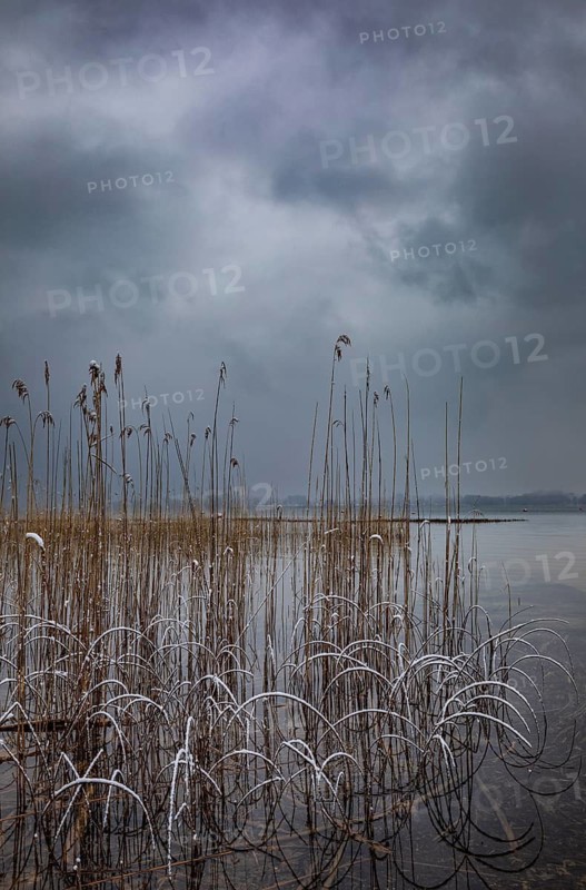 Reed belt with gloomy clouds in winter at Lake Mondsee, Salzkammergut, Upper Austria, Austria