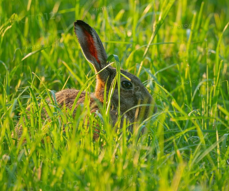 European hare (Lepus europaeus) sitting in a green meadow, wildlife, Lower Saxony, Germany