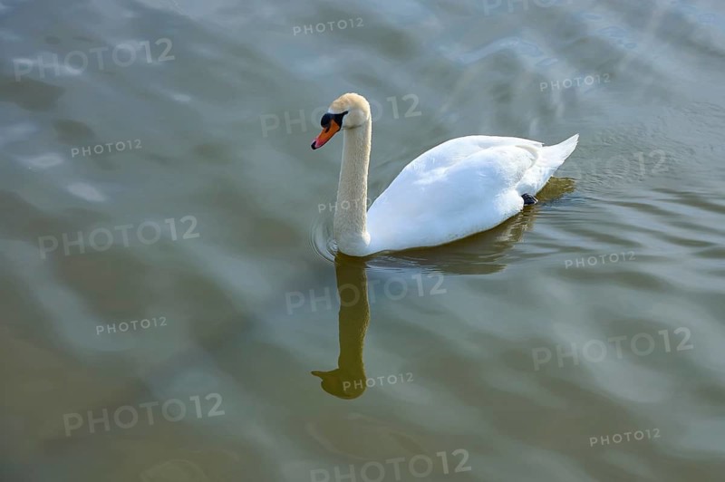 Swan in water, showing calm and elegant posture, spring, bird island, Altmühlsee, Muhr am See, Gunzenhausen, Middle Franconia, Bavaria, Germany