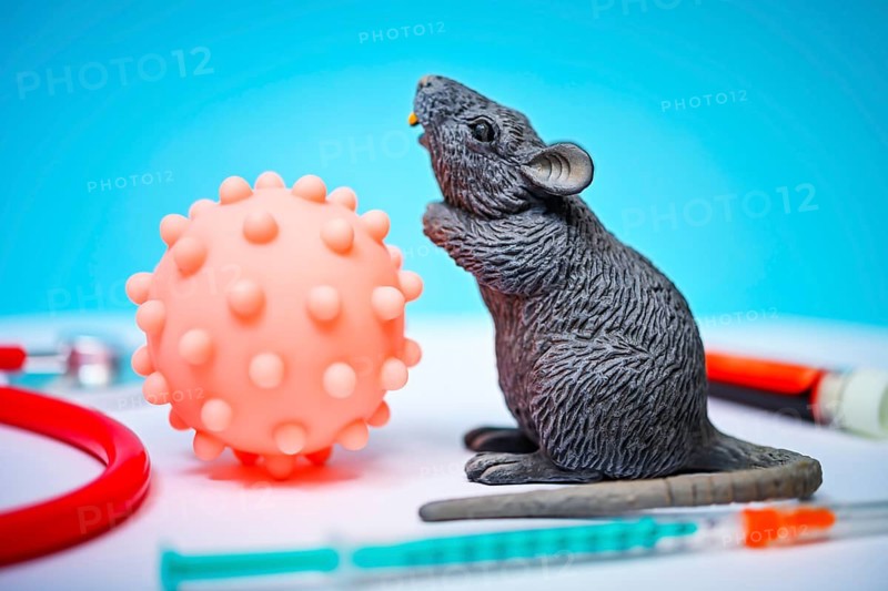 Virus model with rodent figure, the hantavirus is primarily transmitted by mice and rats +++ editorial use only