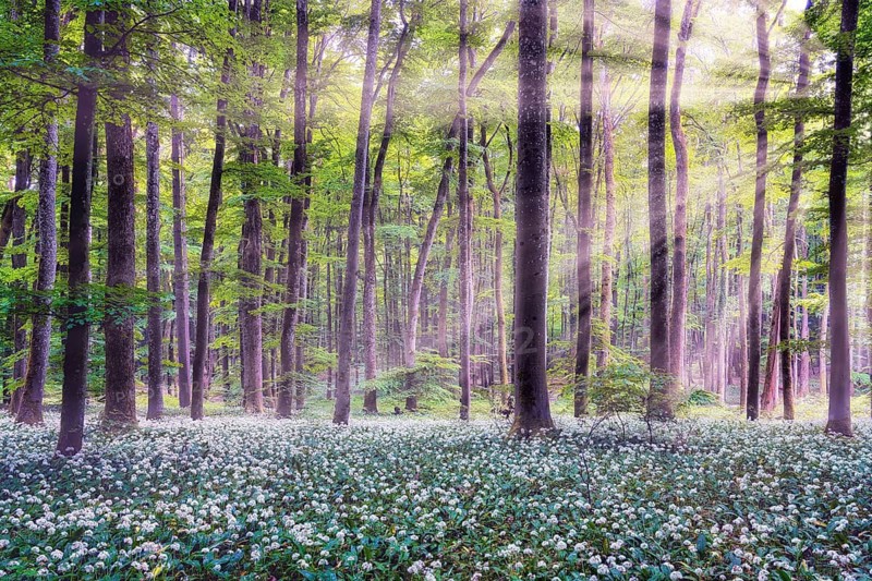 Wild garlic blooming in a beech forest, sun shining through deciduous trees, Canton of Aargau, Switzerland