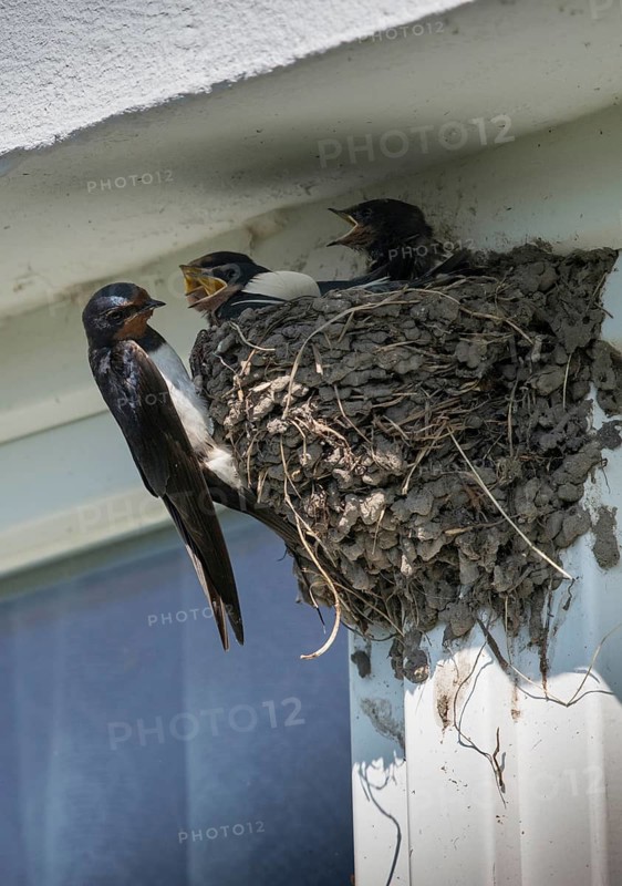 Hirundo rustica, house martin, swallow, birds, breed, brood, high size, portrait format, nest, passeri, swallows, songbirds, birds