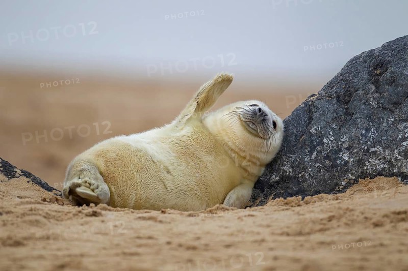 Atlantic grey seal (Halichoerus grypus) juvenile baby pup animal resting on a rock on sand of a beach, England, United Kingdom