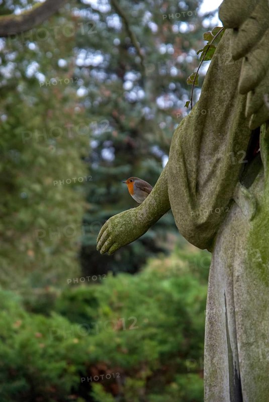 Erithacus rubecula, robin, robins, birds, cemetery, graveyard, high size, portrait, passeri, songbirds, birds