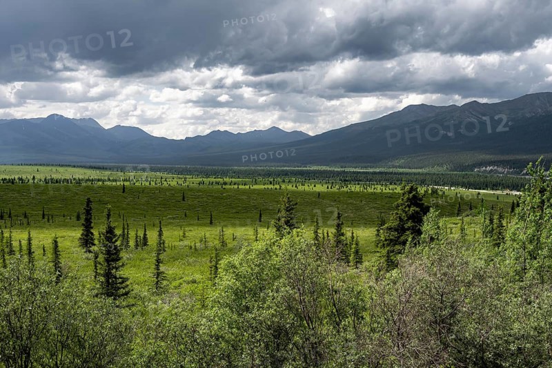 Taiga and tundra, mountain landscape of the Alaska Range with dramatic cloudy sky, Denali National Park, Alaska, USA